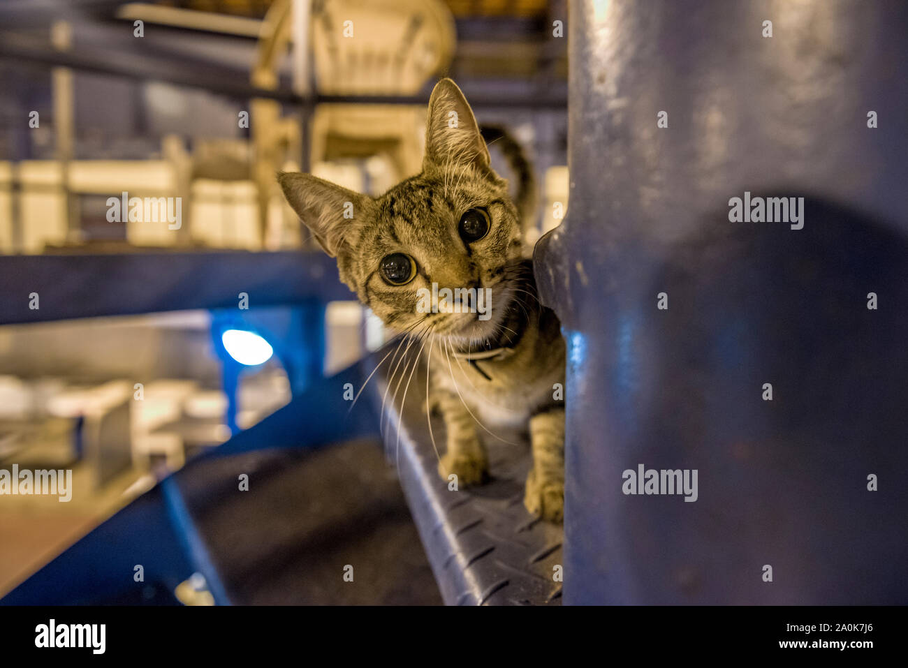 Cute baby cat in steel stair looking curious Stock Photo