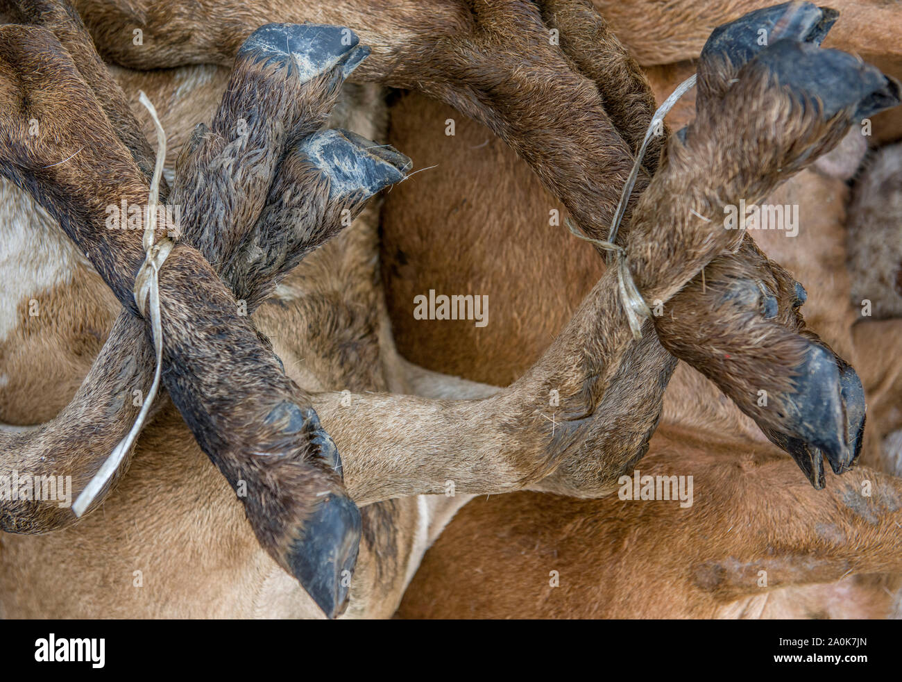 Tied goats paws ready for slaughter Stock Photo Alamy