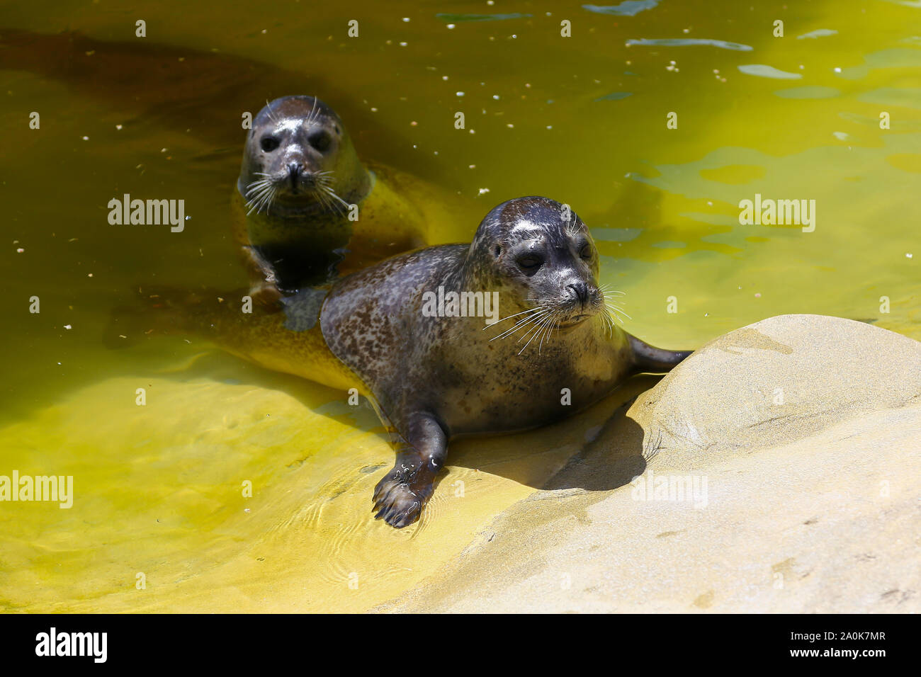 Rescued common seals (Phoca vitulina), also known as Harbor or Harbour