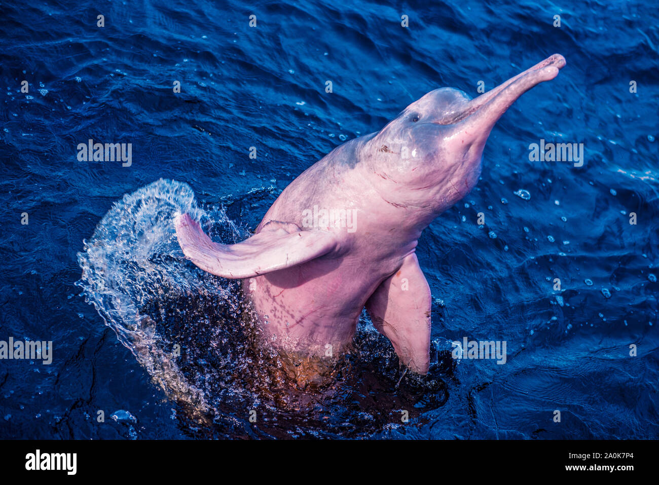 Amazon river dolphin jumps off water Stock Photo