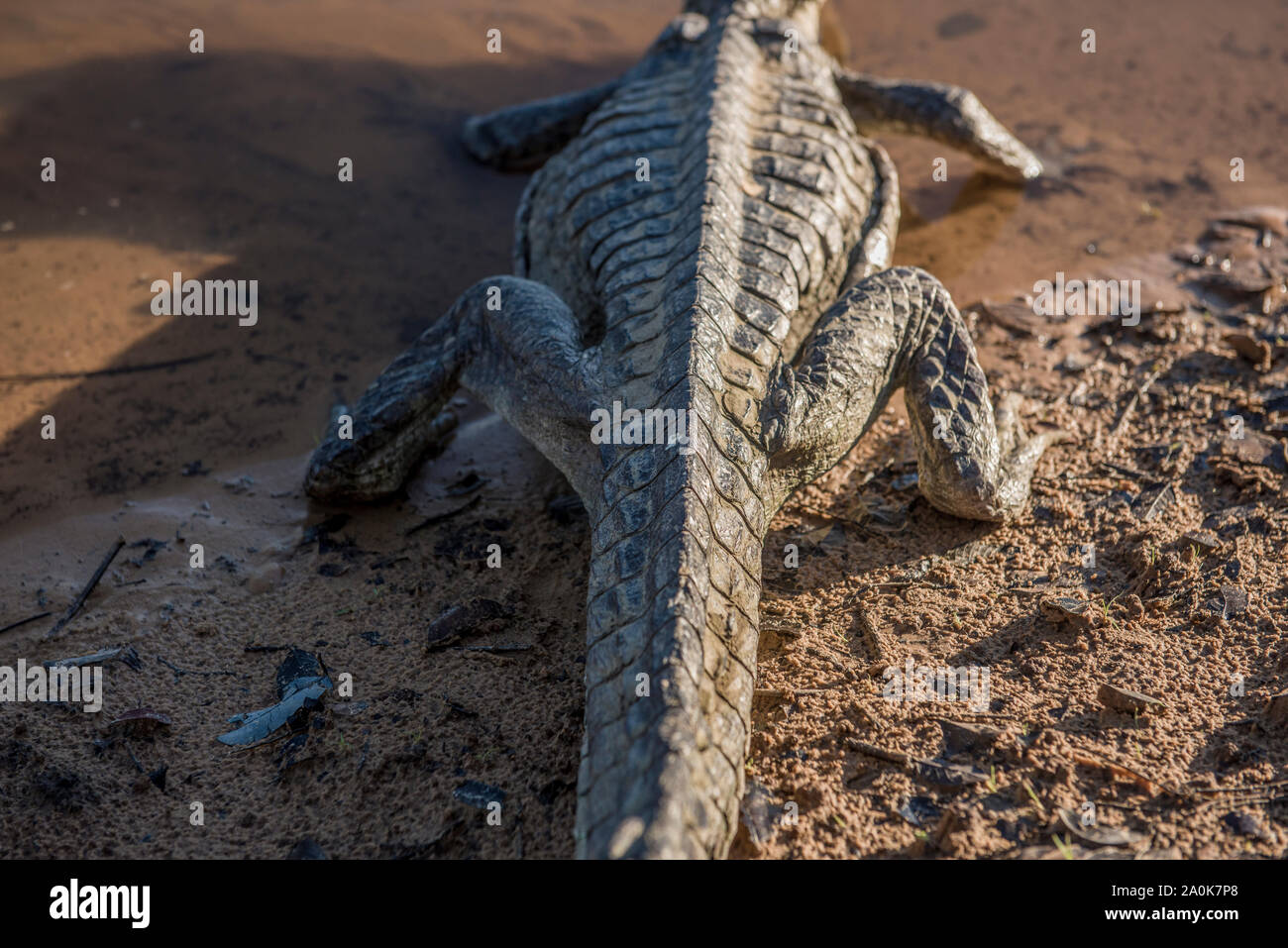 Alligator body rear view Stock Photo