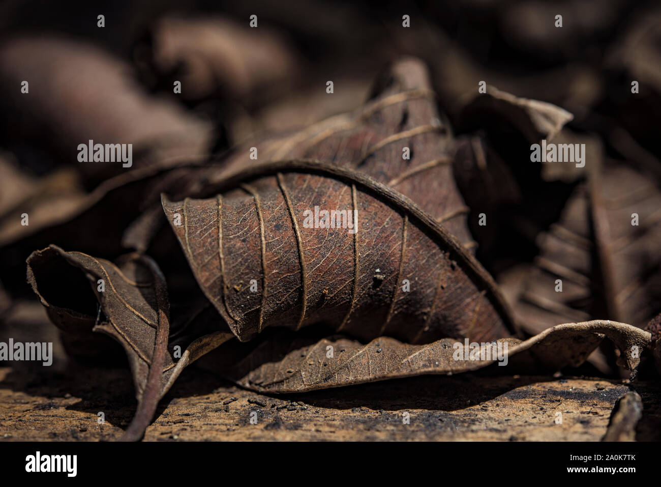 Brownish dry leaf dead on forest floor Stock Photo