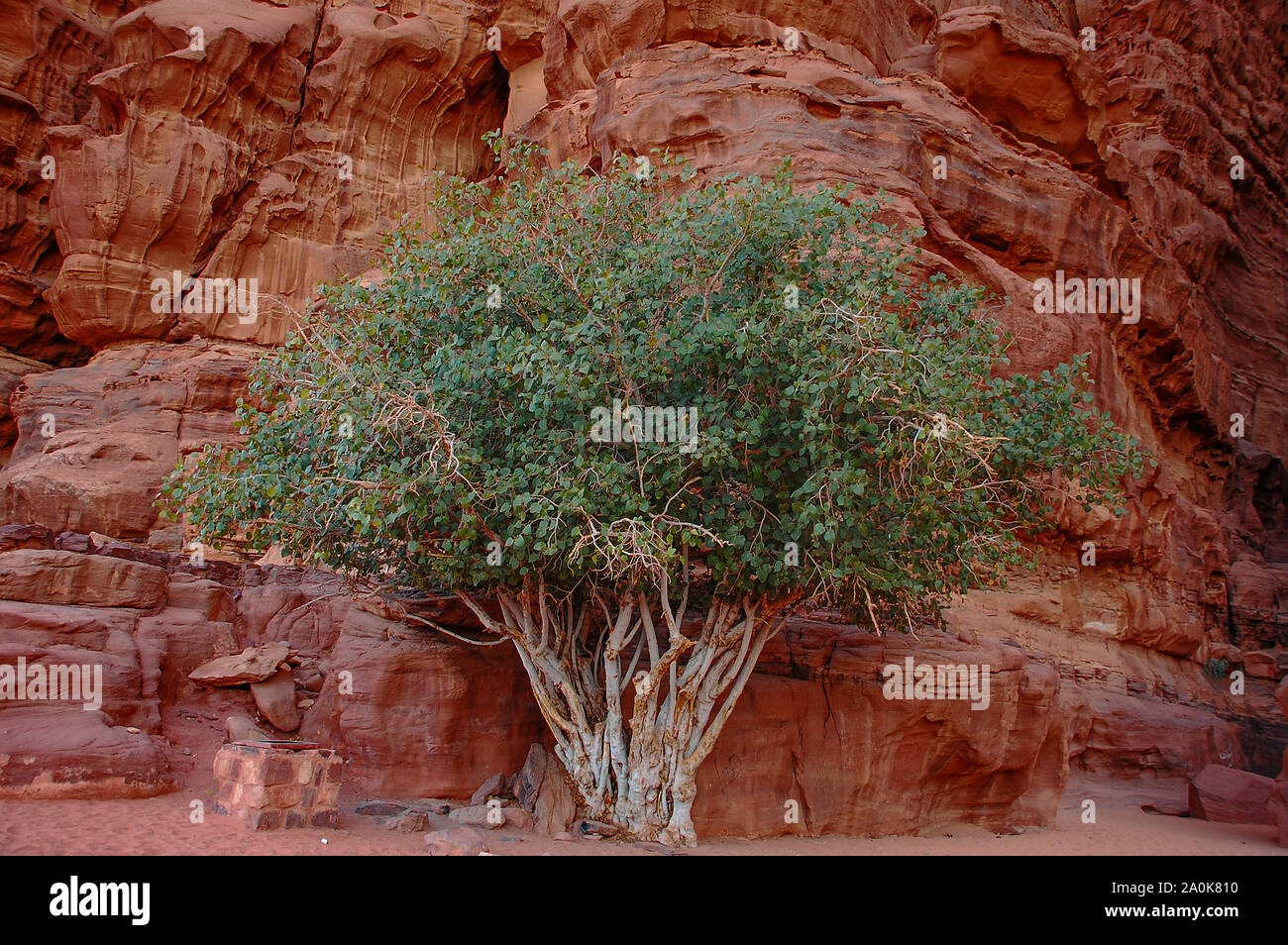 Tree in wadi rum hi-res stock photography and images - Alamy