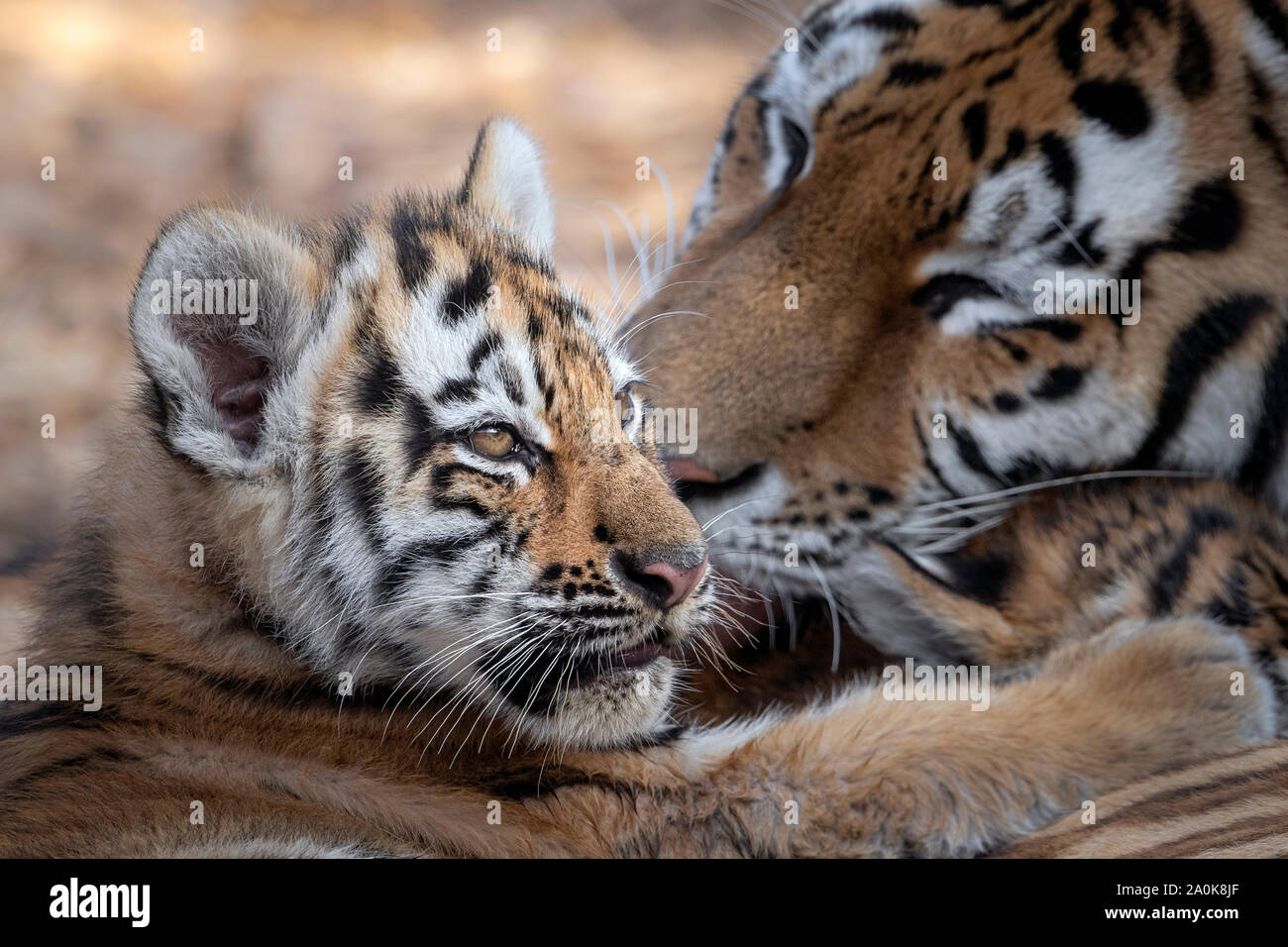 Tiger Mum High Resolution Stock Photography And Images Alamy