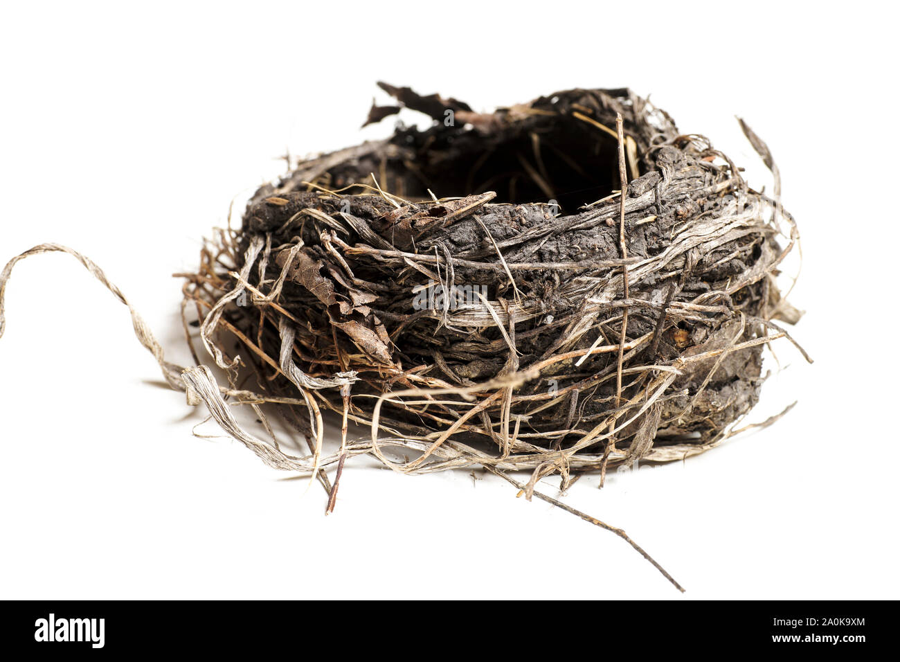 Bird's nest fallen from a tree after a hawk attack on the bird family