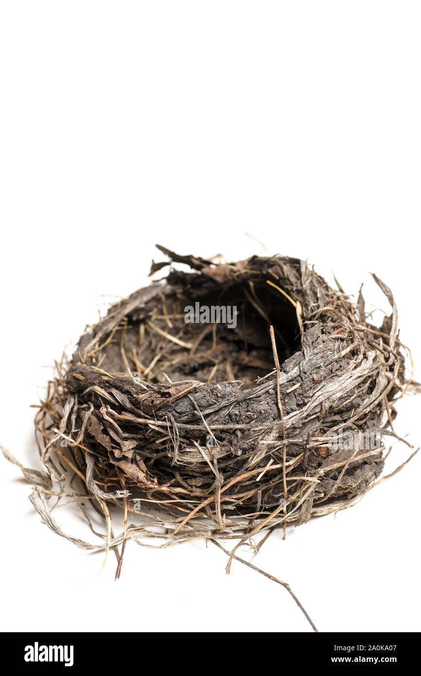 Bird's nest fallen from a tree after a hawk attack on the bird family