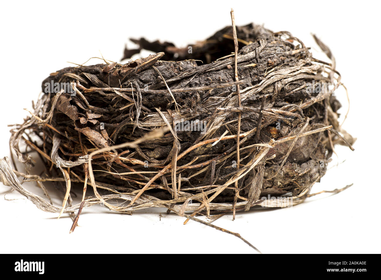 Bird's nest fallen from a tree after a hawk attack on the bird family