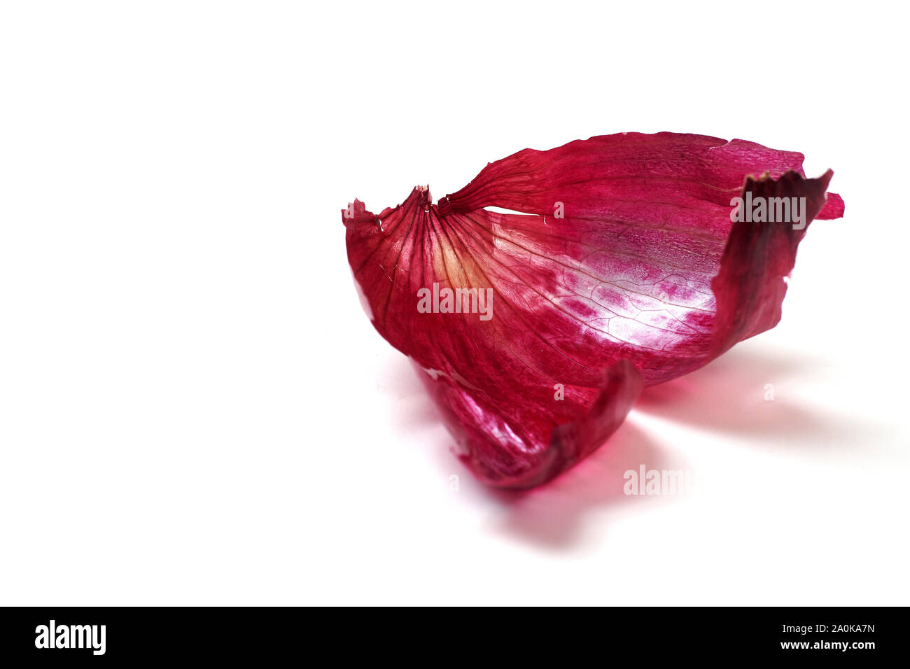 Red onion skin isolated on white background. Design element. Beauty in nature. Waste management