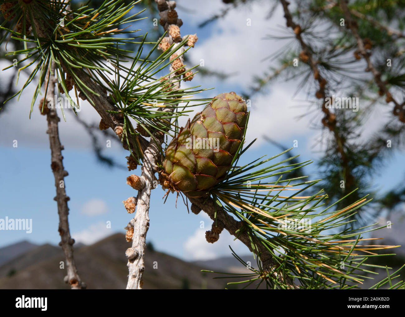 Pine branch with pine cones Stock Photo