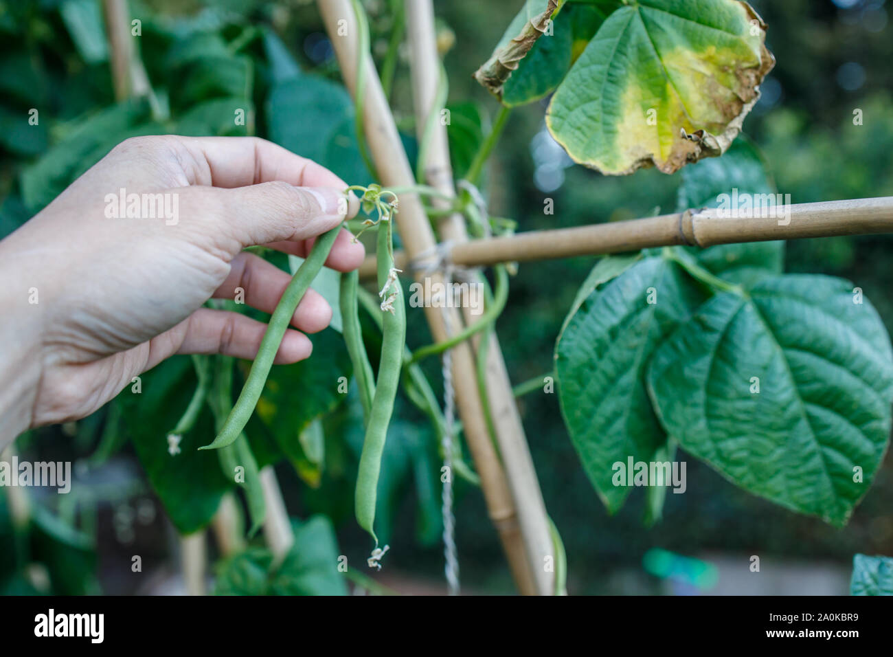 french-bean-plant-harvesting-hi-res-stock-photography-and-images-alamy