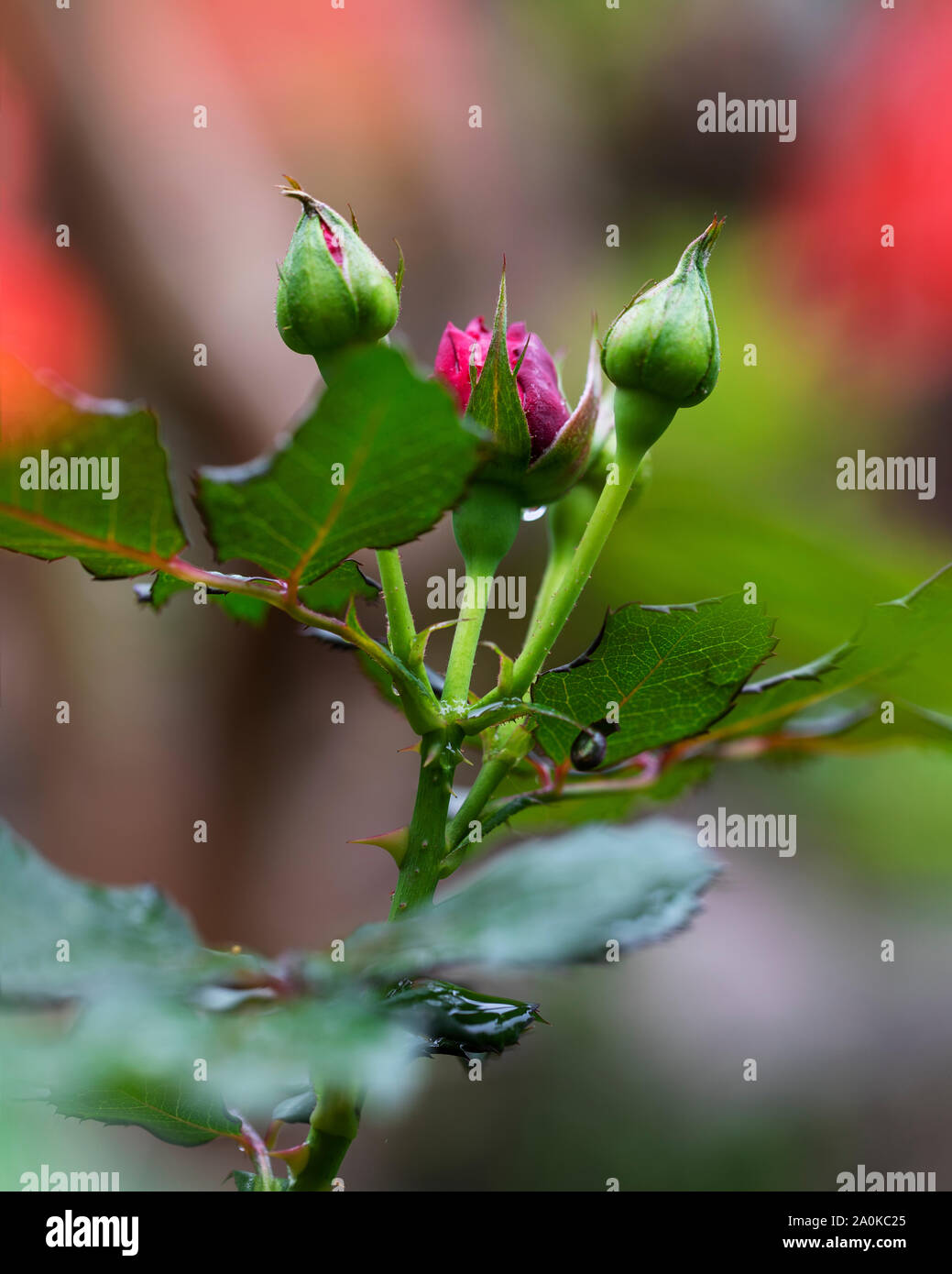 Rose buds in the garden over natural background after rain Pokhara Nepal. Stock Photo