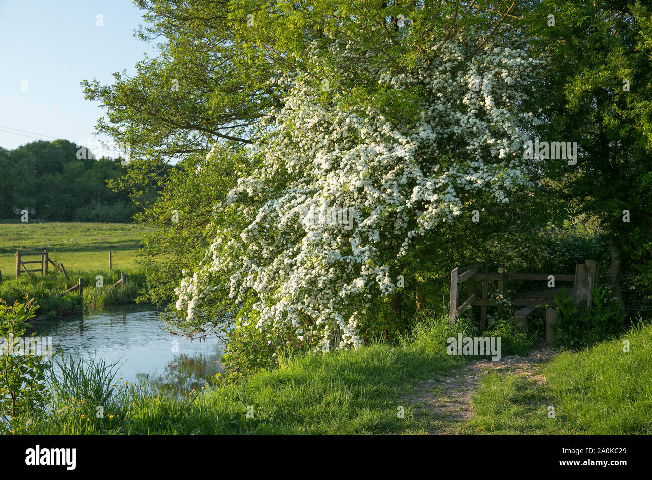 Common Hawthorn bush in blossom and public footpath track by The River Windrush in Spring / Summer at Burford in the Cotswolds, UK Stock Photo