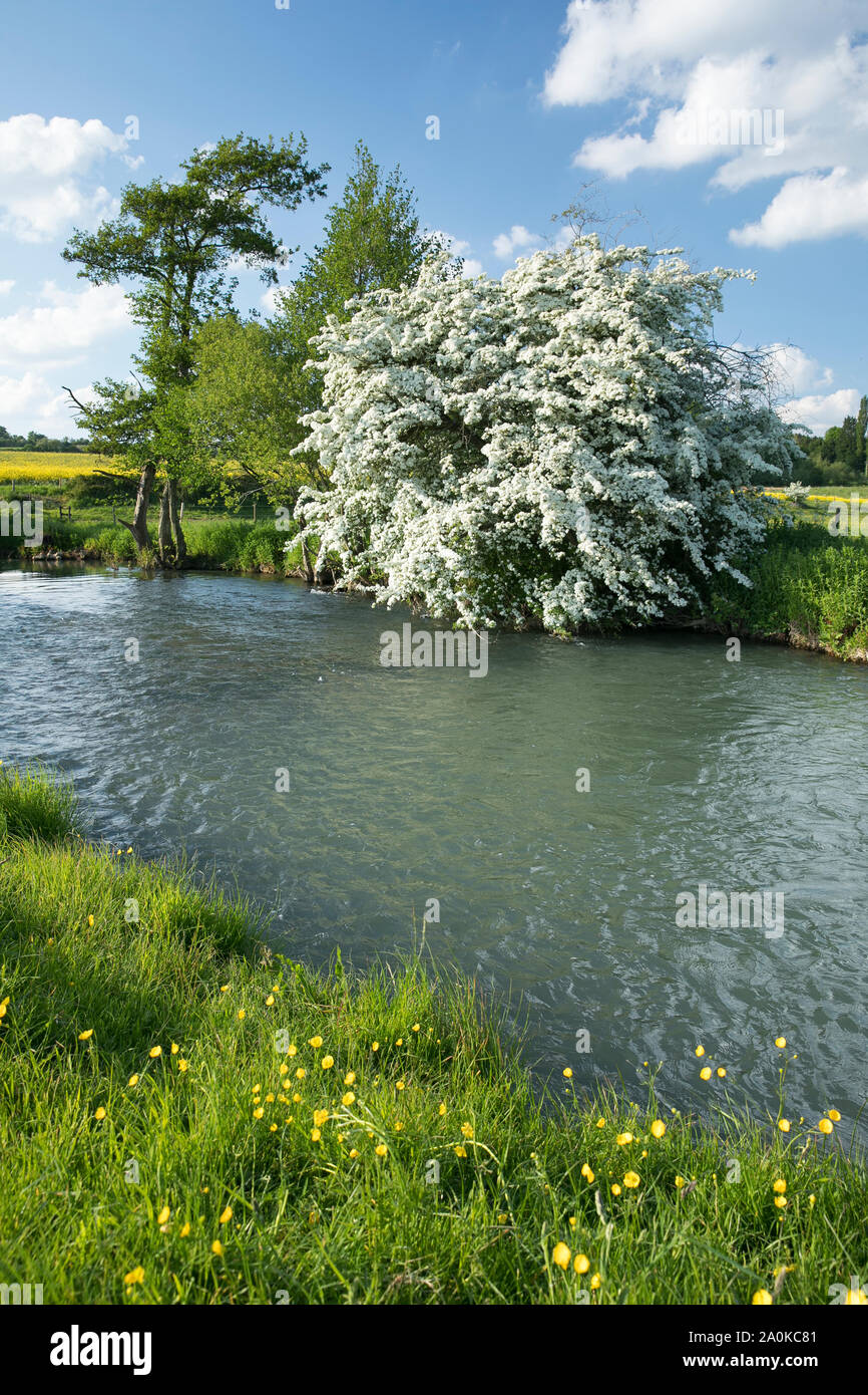 Common Hawthorn bush in blossom and The River Windrush in late Spring / early Summer at Burford in the Oxfordshire Cotswolds, UK Stock Photo