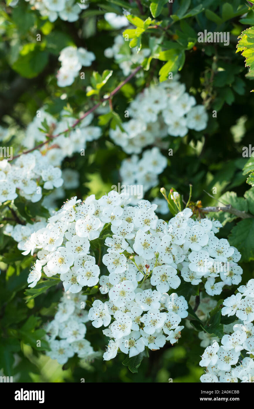 Blossom of Common Hawthorn - Crataegus monogyna -spectacular elegant white blooms in late Spring / early Summer, the Oxfordshire Cotswolds, UK Stock Photo