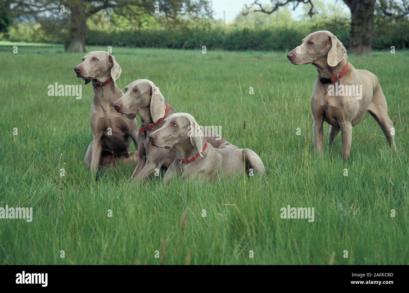 Weimaraners, four male adults sitting in field Stock Photo