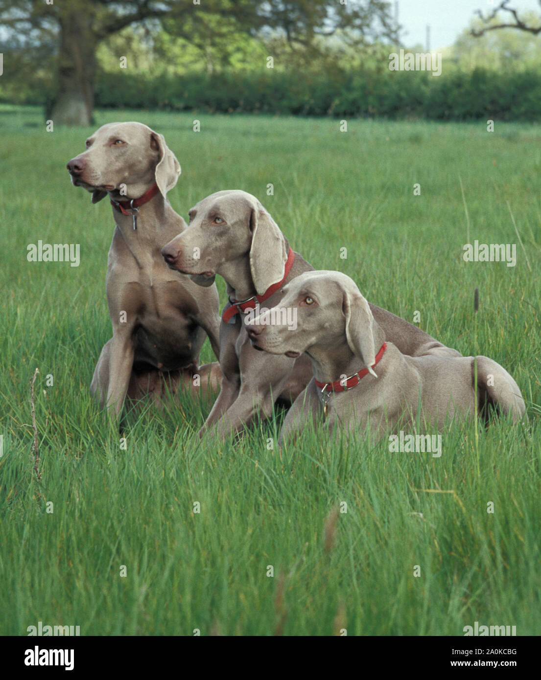 Weimaraners, three male adults sitting in field Stock Photo