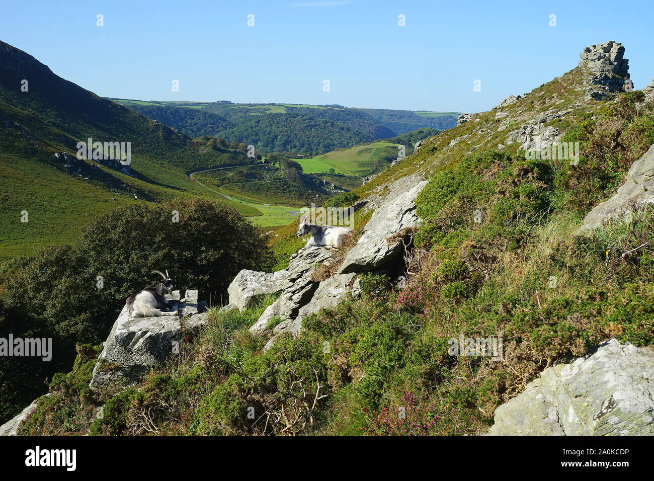 Castle Rock and goats at the Valley of the Rocks, Exmoor Stock Photo