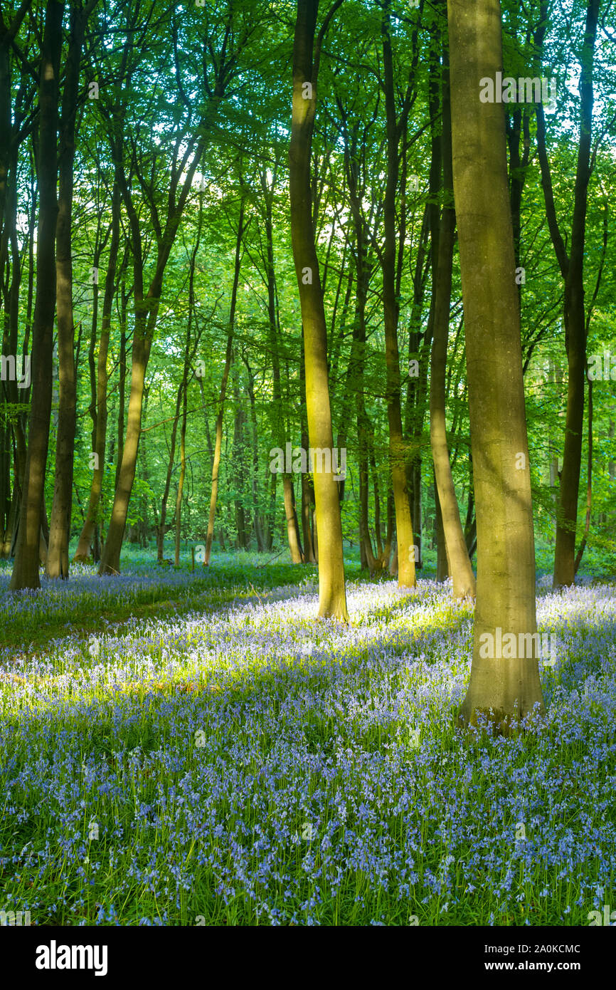 Dappled sunlight in bluebell wood and tree trunks in late Spring / early Summer in the Gloucestershire Cotswolds, UK Stock Photo