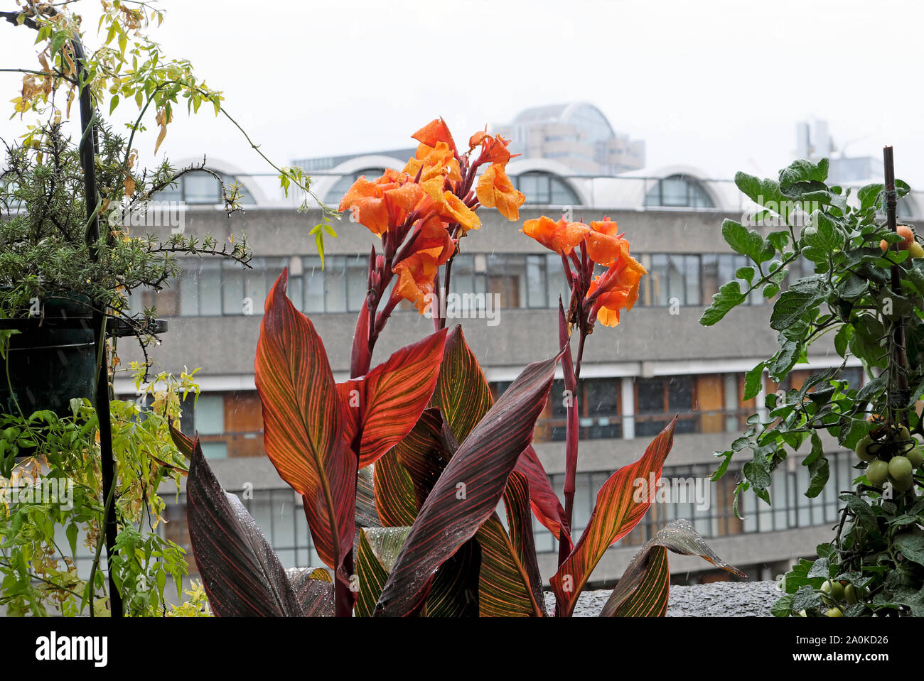 Orange Canna Phasion lily plants, plant growing in planters on the balcony of a Barbican Estate flat in the City of London  KATHY DEWITT Stock Photo