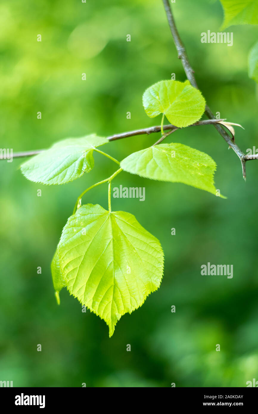 Tree beech leaves summer hi-res stock photography and images - Alamy