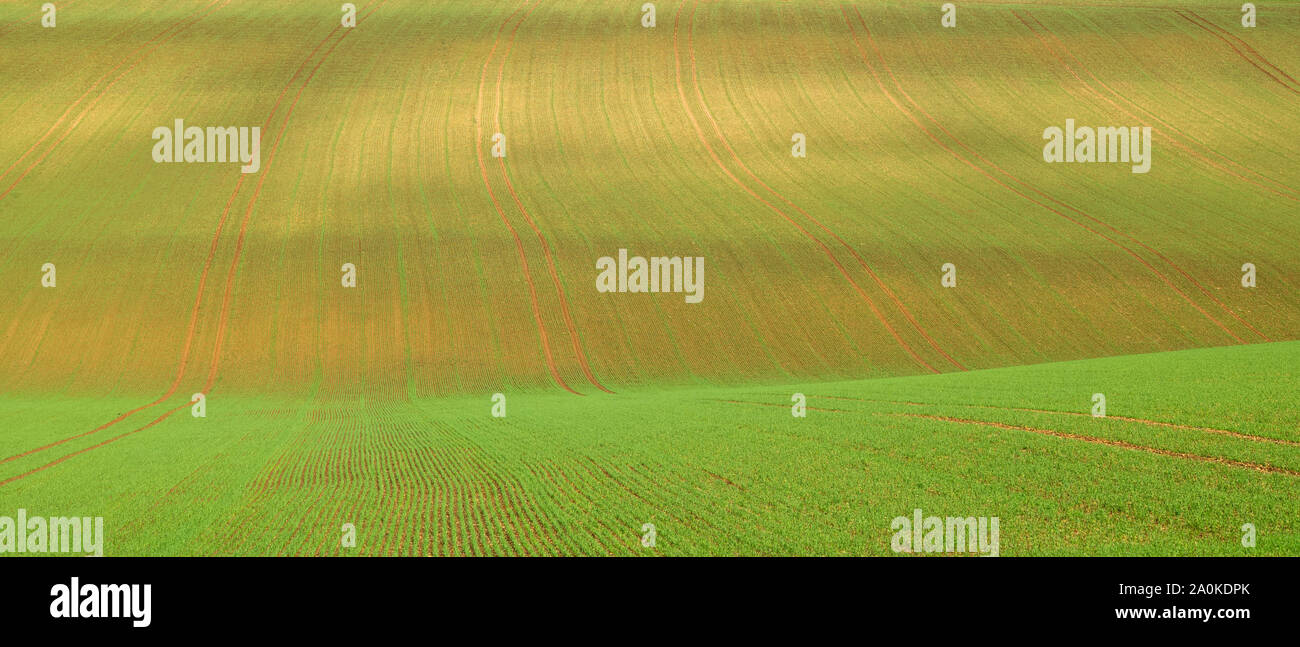 Subtle colour and contours of a crop field in late Spring / early Summer in the Gloucestershire Cotswolds, UK Stock Photo
