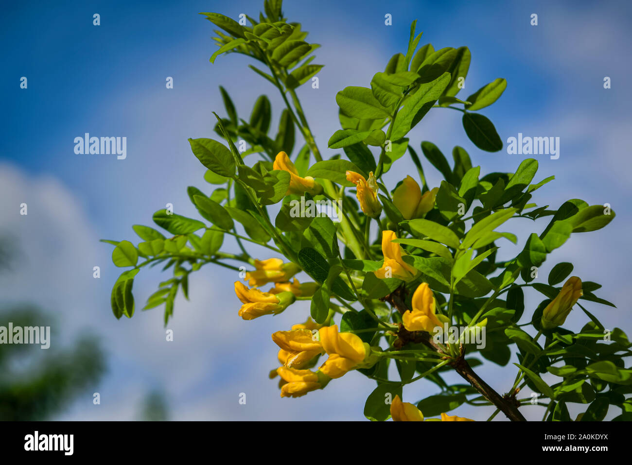 Beautiful yellow flowers of Caragana arborescens against bokeh background in sunny spring day. Stock Photo