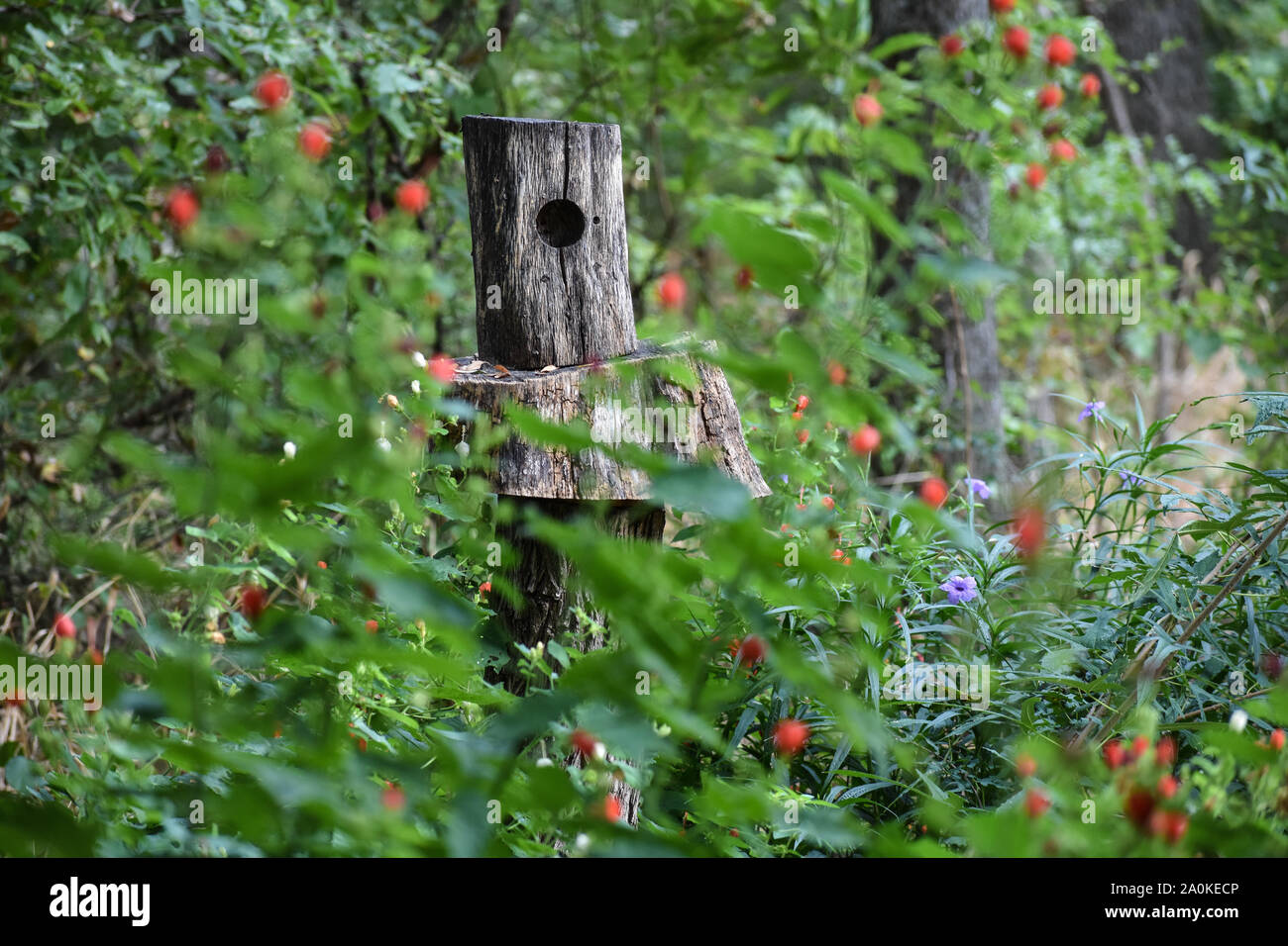 Cute bird feeder surrounded by flowers Stock Photo