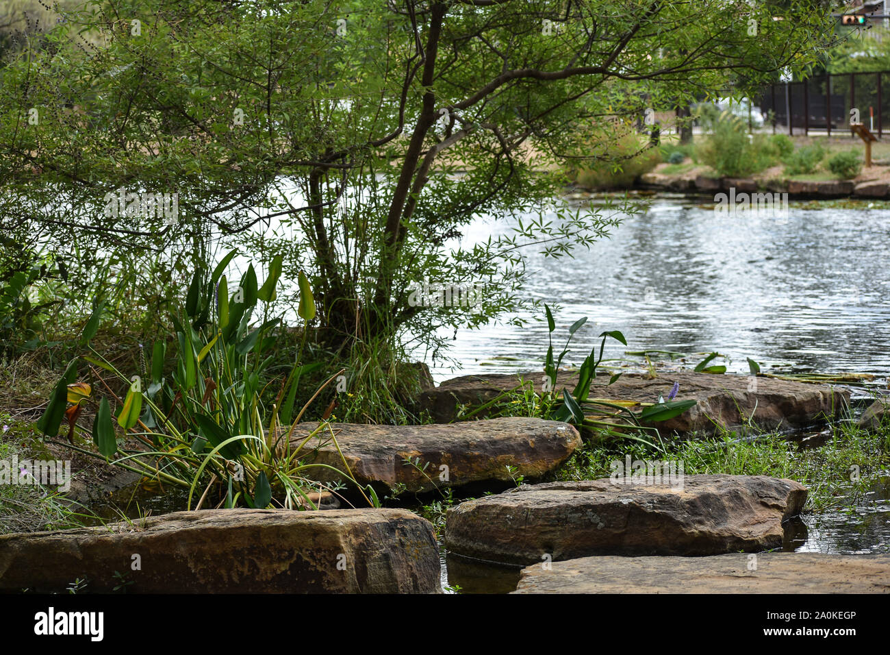 Beautiful stream at River Legacy Park Stock Photo