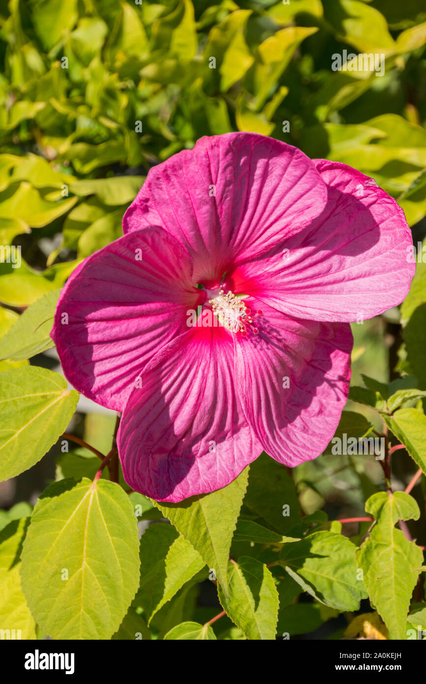 Giant pink dinner plate hibiscus flower in full bloom Stock Photo Alamy