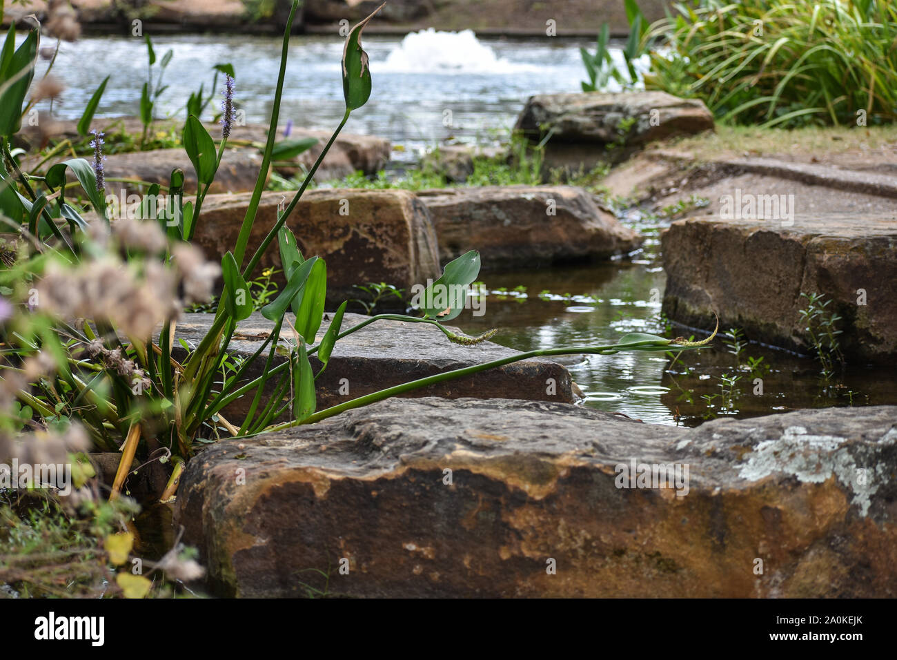 Beautiful stream at River Legacy Park Stock Photo