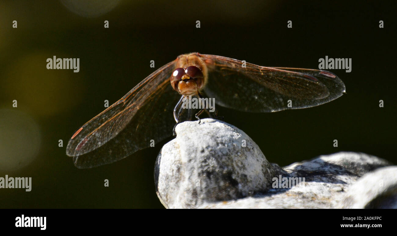 Dragonfly on a rock, UK Stock Photo
