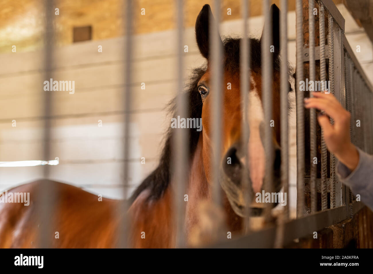 Purebred brown horse standing behind bars inside stable or barn Stock Photo