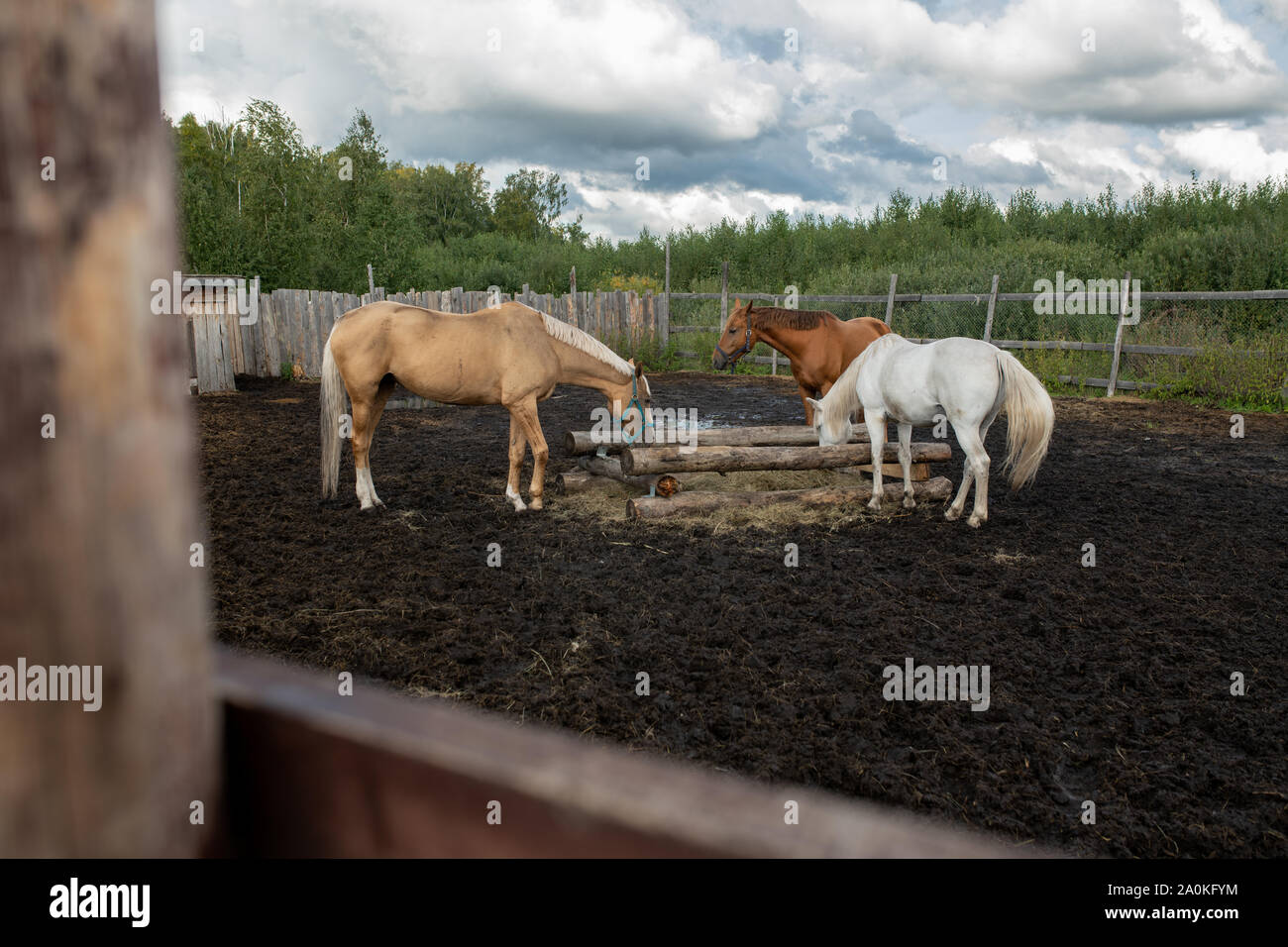 Small group of domestic horses of various colors eating in rural environment Stock Photo