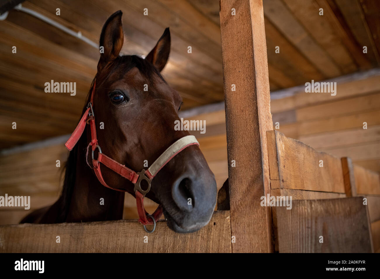 Head of young brown purebred racehorse standing in front of camera inside barn Stock Photo