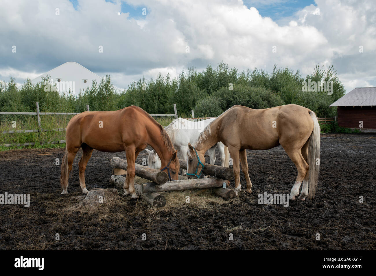 Three young purebred mares standing by wooden trough and eating at rancho Stock Photo
