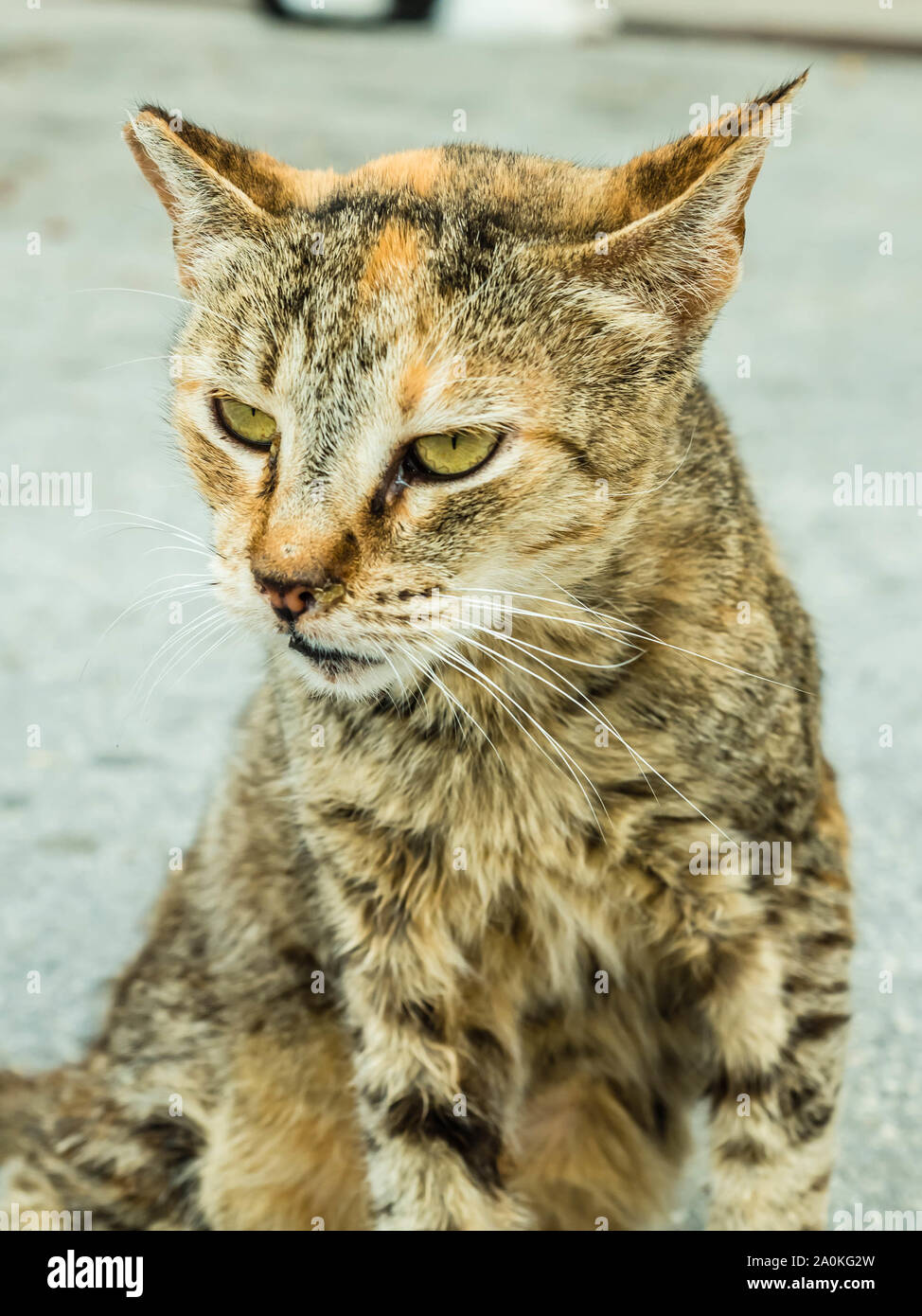 Ferel cat Stock Photo