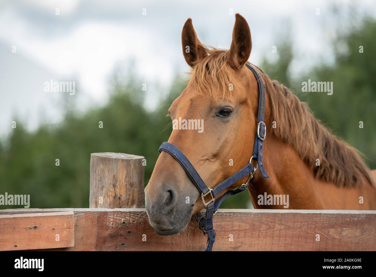 Muzzle of calm purebred brown racehorse by fence in rural environment Stock Photo