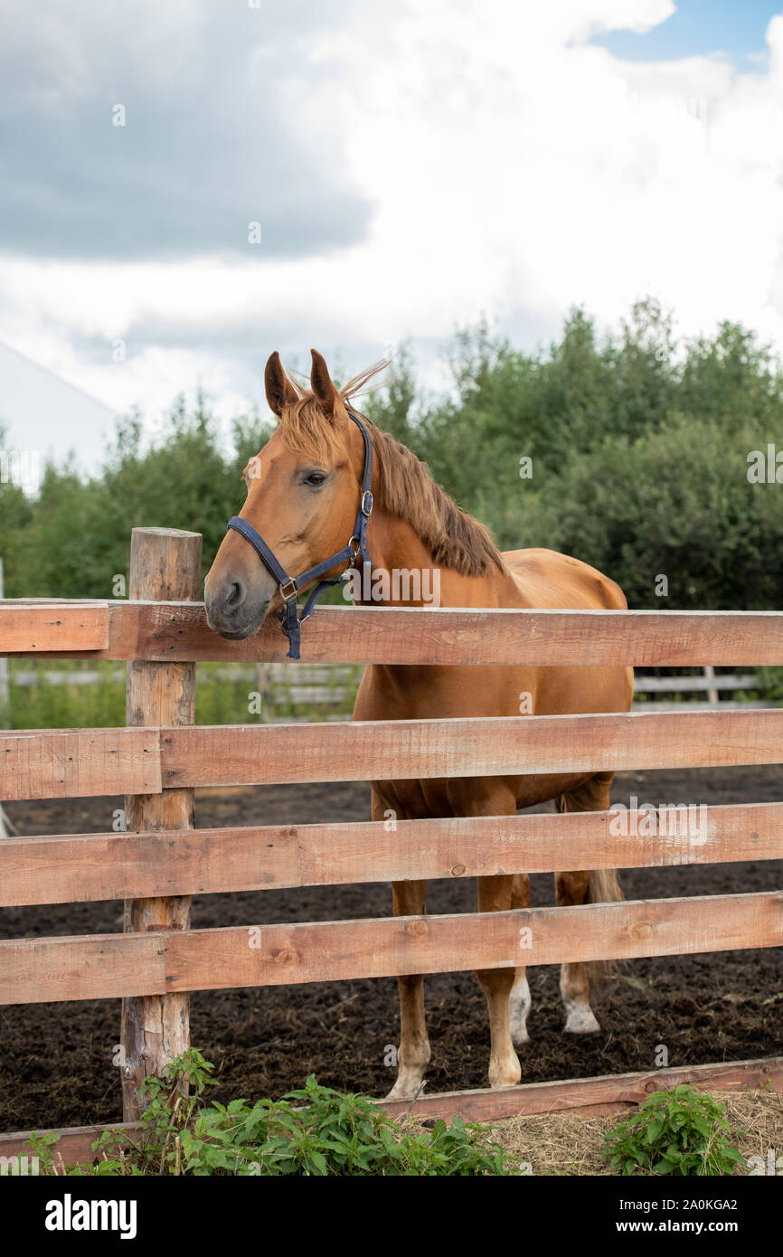 Young healthy brown purebred mare standing behind wooden fence Stock Photo