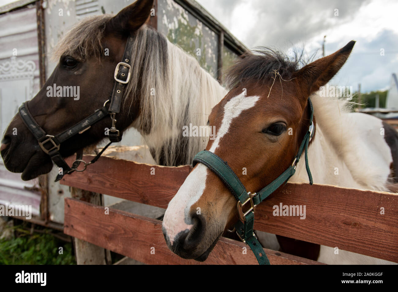 Purebred mare and stallion with white manes standing by wooden fence Stock Photo