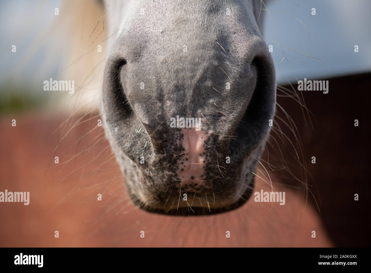 Front part of purebred racehorse muzzle with nostrils and short hair Stock Photo