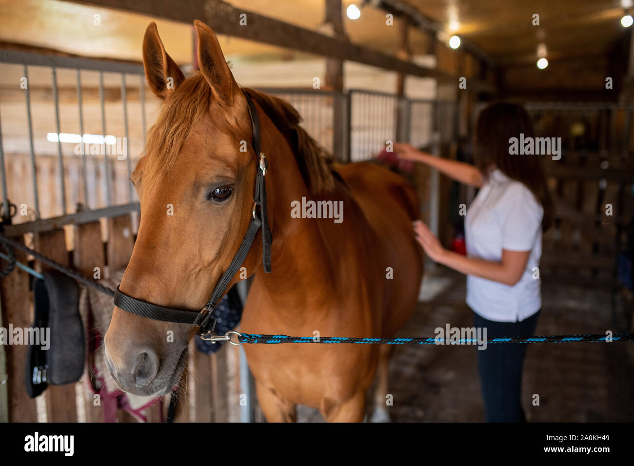 Young female caregiver taking care of young brown racehorse in stable Stock Photo