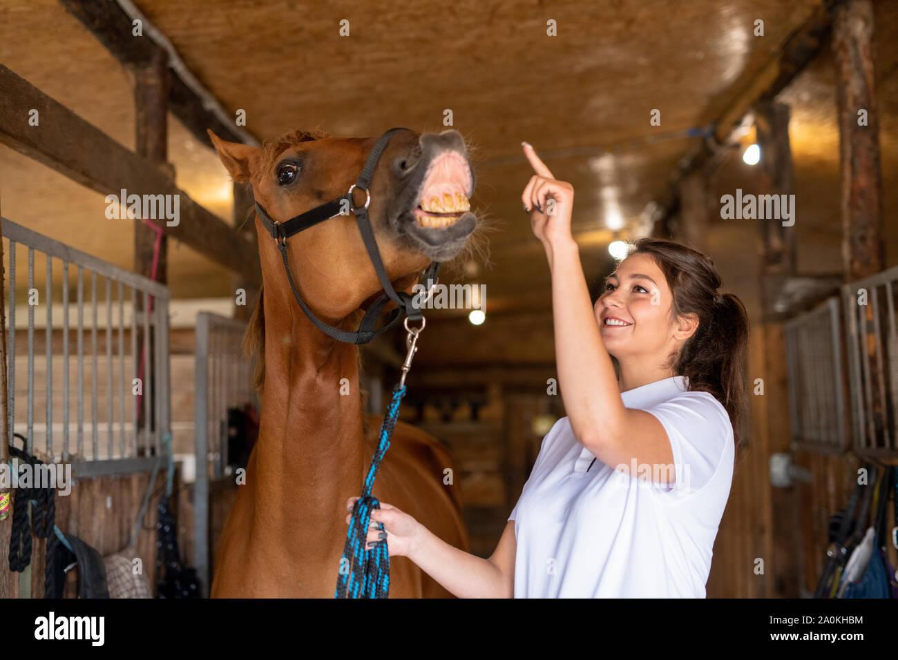 Young cheerful sporty woman trying to touch nose of brown purebred racehorse Stock Photo