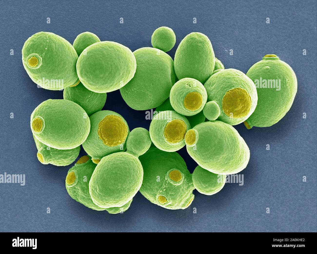 Yeast cells, SEM Stock Photo