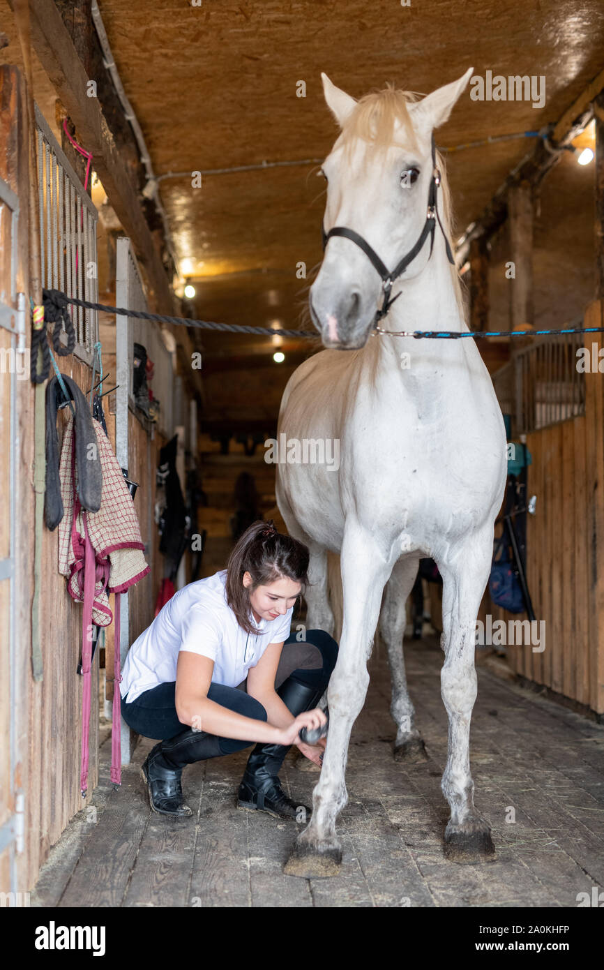White purebred racehorse standing on wooden floor by barn during grooming process Stock Photo