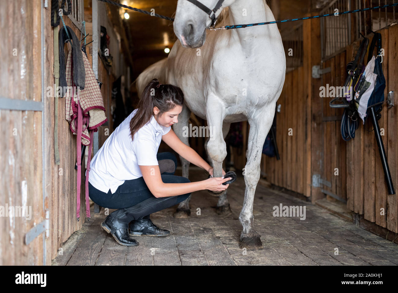 Young female carer in casualwear cleaning hoof of white purebred racehorse Stock Photo