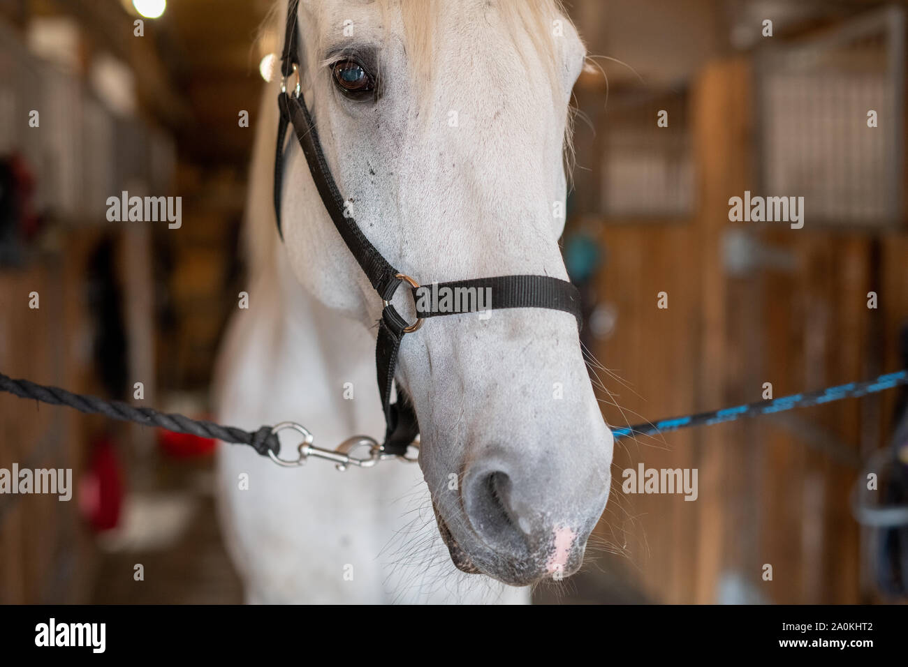 Muzzle of young white purebred mare or racehorse with bridles in front of camera Stock Photo