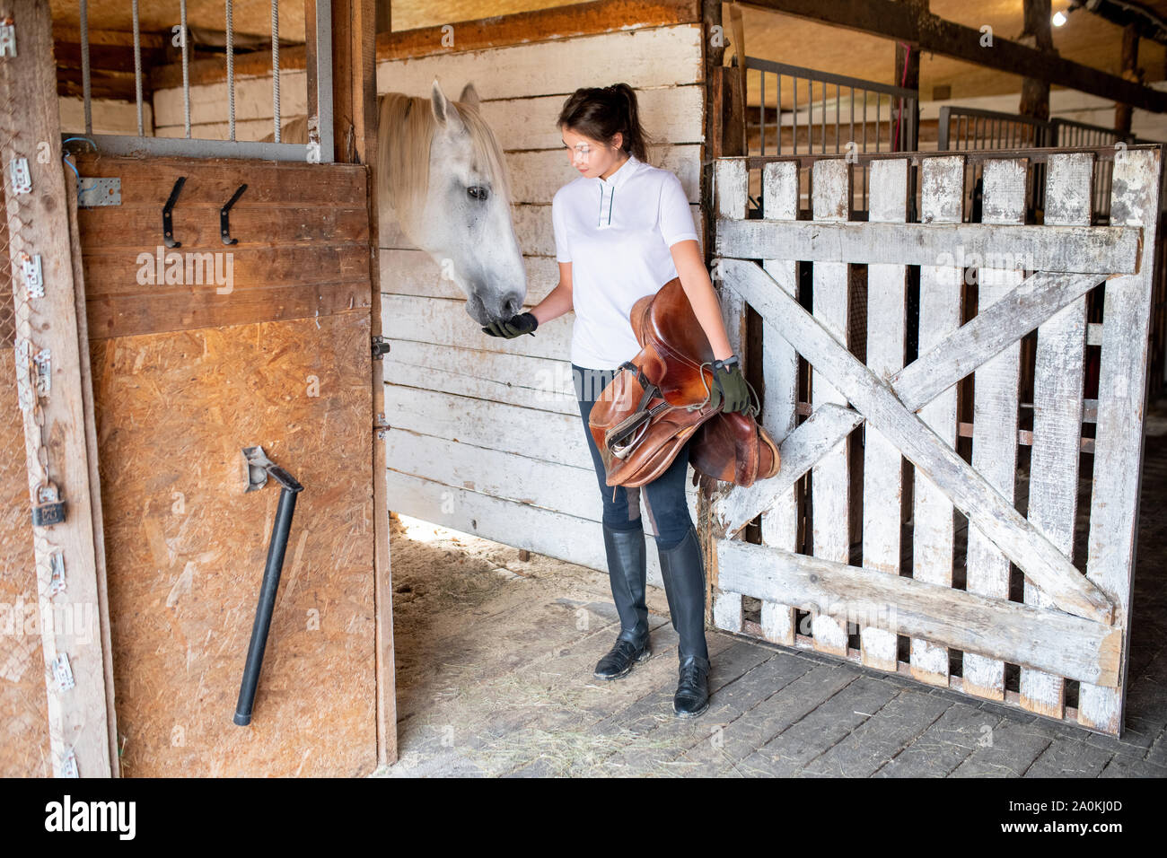 Young female in activewear standing by stable and feeding white racehorse Stock Photo