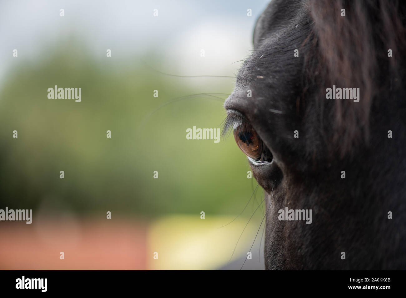 Right brown eye with eyelashes of young black purebred racehorse Stock Photo