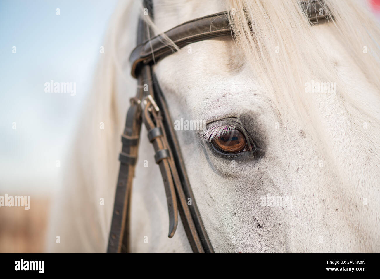 Right eye and mane of white purebred racehorse with bridles on muzzle Stock Photo