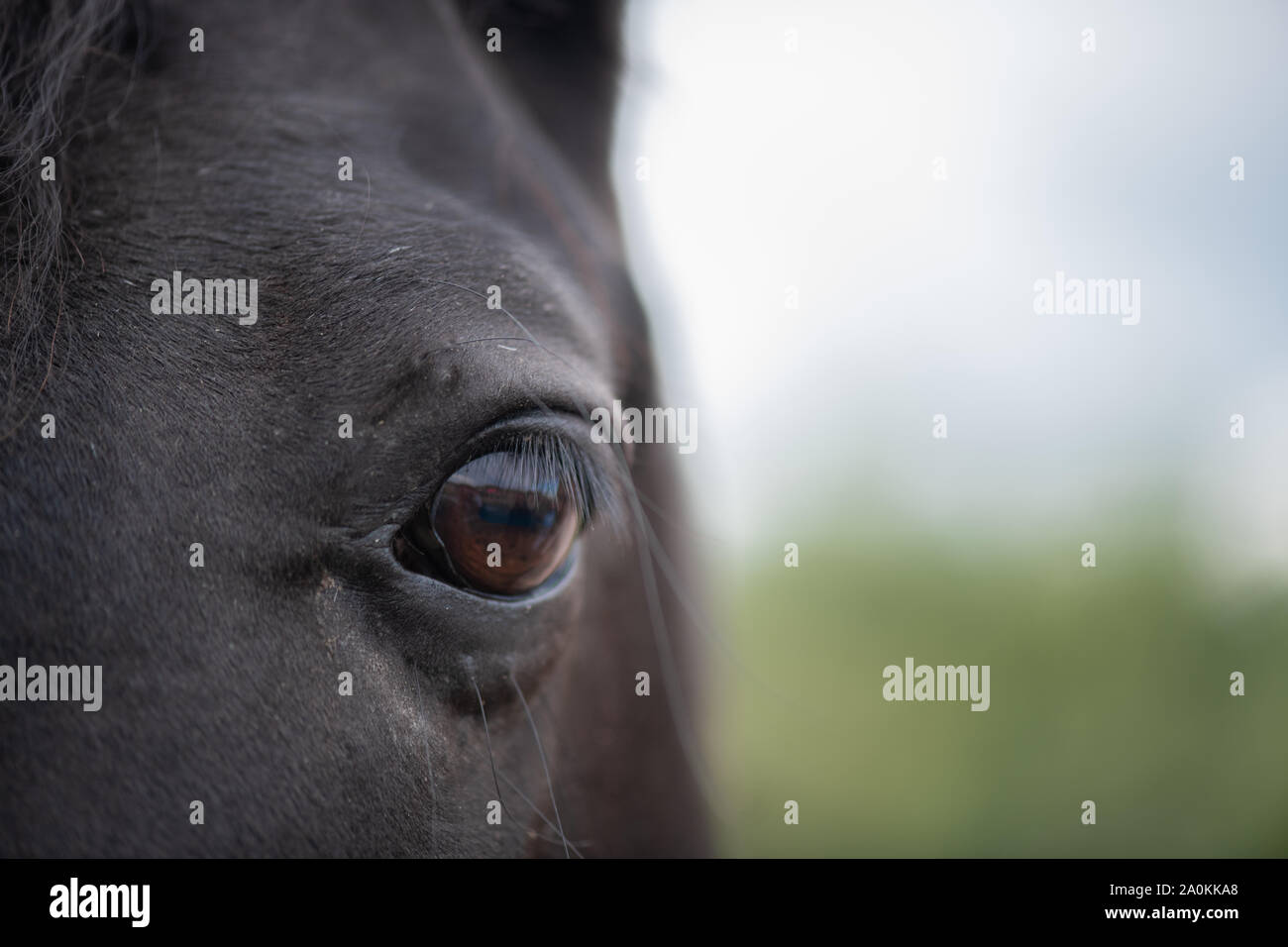 Left brown eye with eyelashes and short hair around of black mare Stock Photo